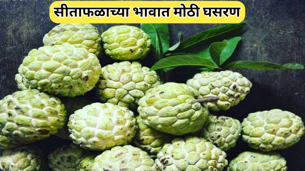 सीताफळाचे दर घटले; शेतकऱ्यांमध्ये चिंतेचे वातावरण