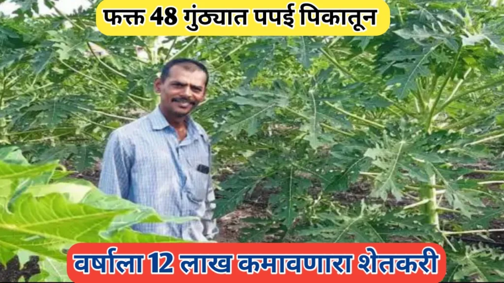 पपई पिकातून 12 लाखाचे उत्पन्न: अमोल काकडे यांचे शेतकरी उद्योजकपणाचे विलक्षण उदाहरण