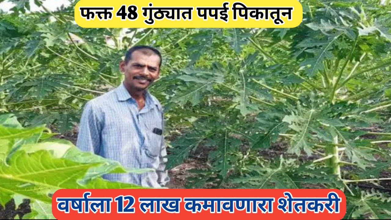 पपई पिकातून 12 लाखाचे उत्पन्न: अमोल काकडे यांचे शेतकरी उद्योजकपणाचे विलक्षण उदाहरण