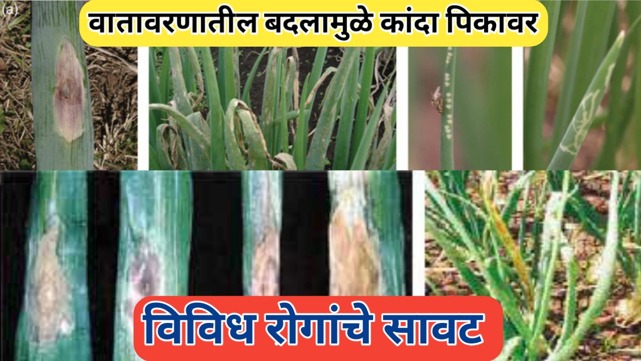 कांदा पिकावर विविध रोग: शेतकऱ्यांच्या संकटाचे नवे स्वरूप