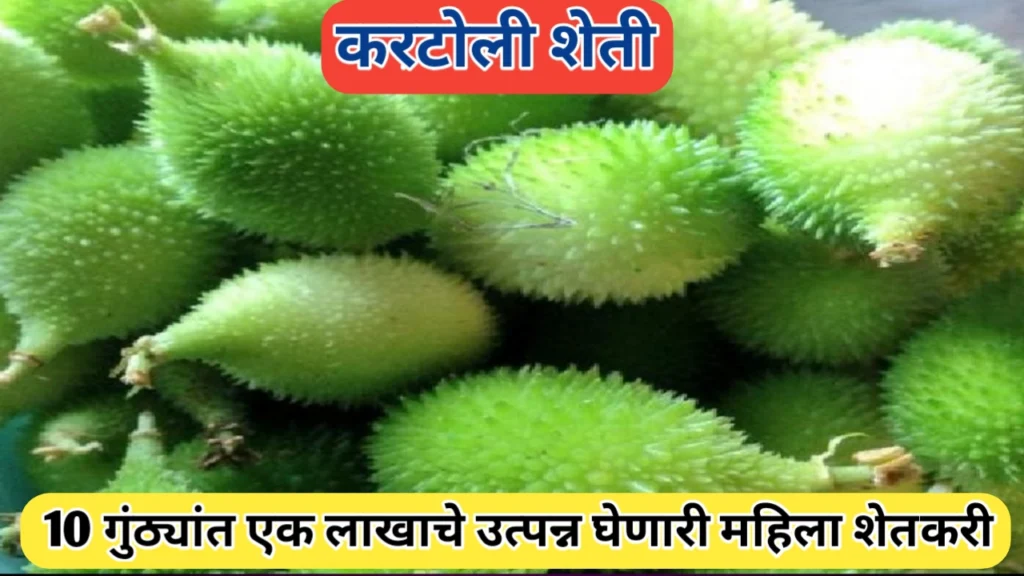 कर्टूले शेतीतून 10 गुंठ्यांत एका लाखाचे उत्पन्न मिळविणारी महिला शेतकरी