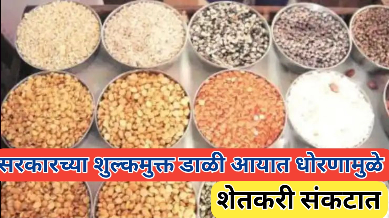 सरकारच्या कडधान्याच्या शुल्क मुक्त आयातीमुळे शेतकरी हवालदिल