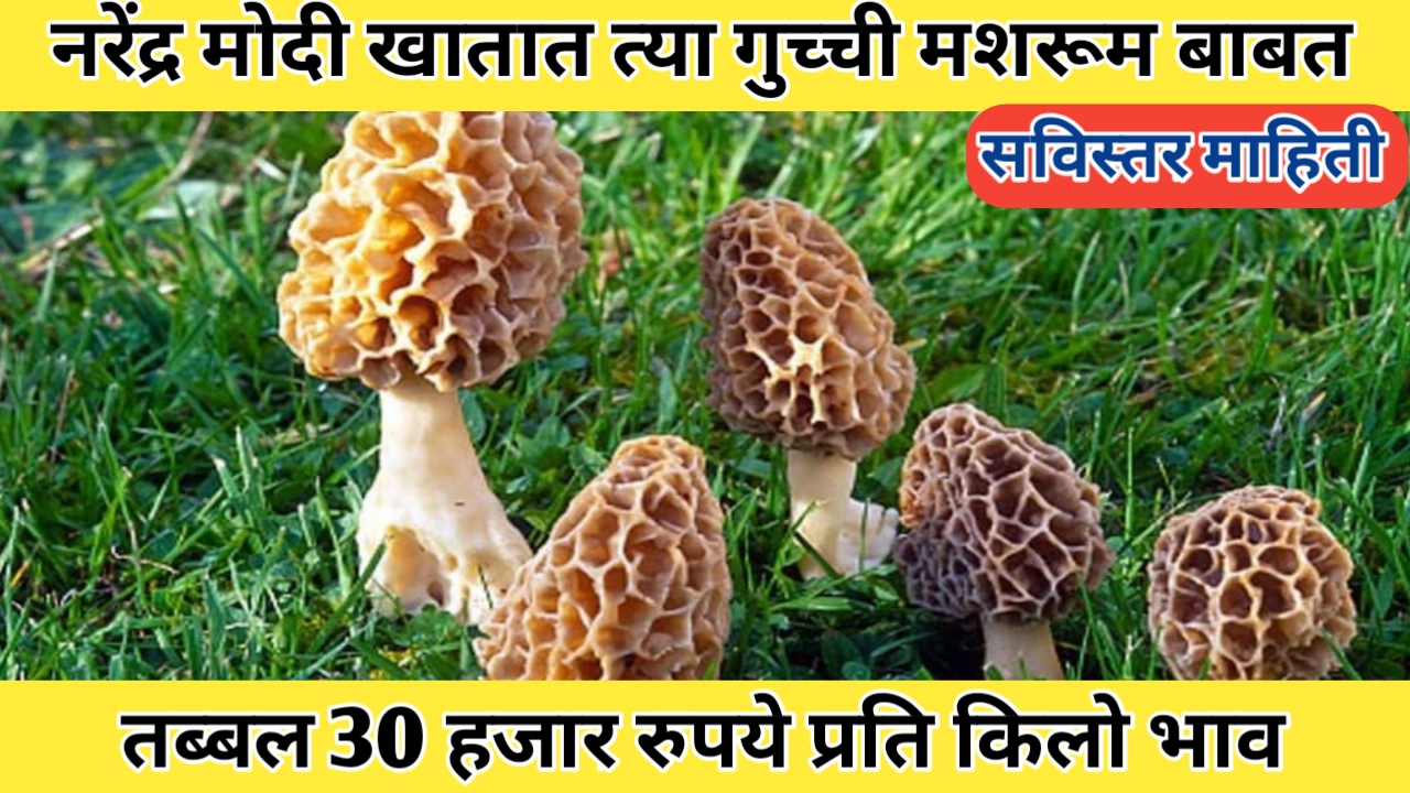 गुच्ची मशरूम मिळते सोन्याच्या भावात, 30 हजार रुपये प्रति किलो भाव