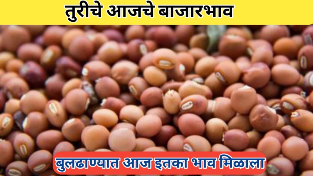 तुरीचे आजचे बाजारभाव जाणून घ्या; दिनांक 21 सप्टेंबर 2025