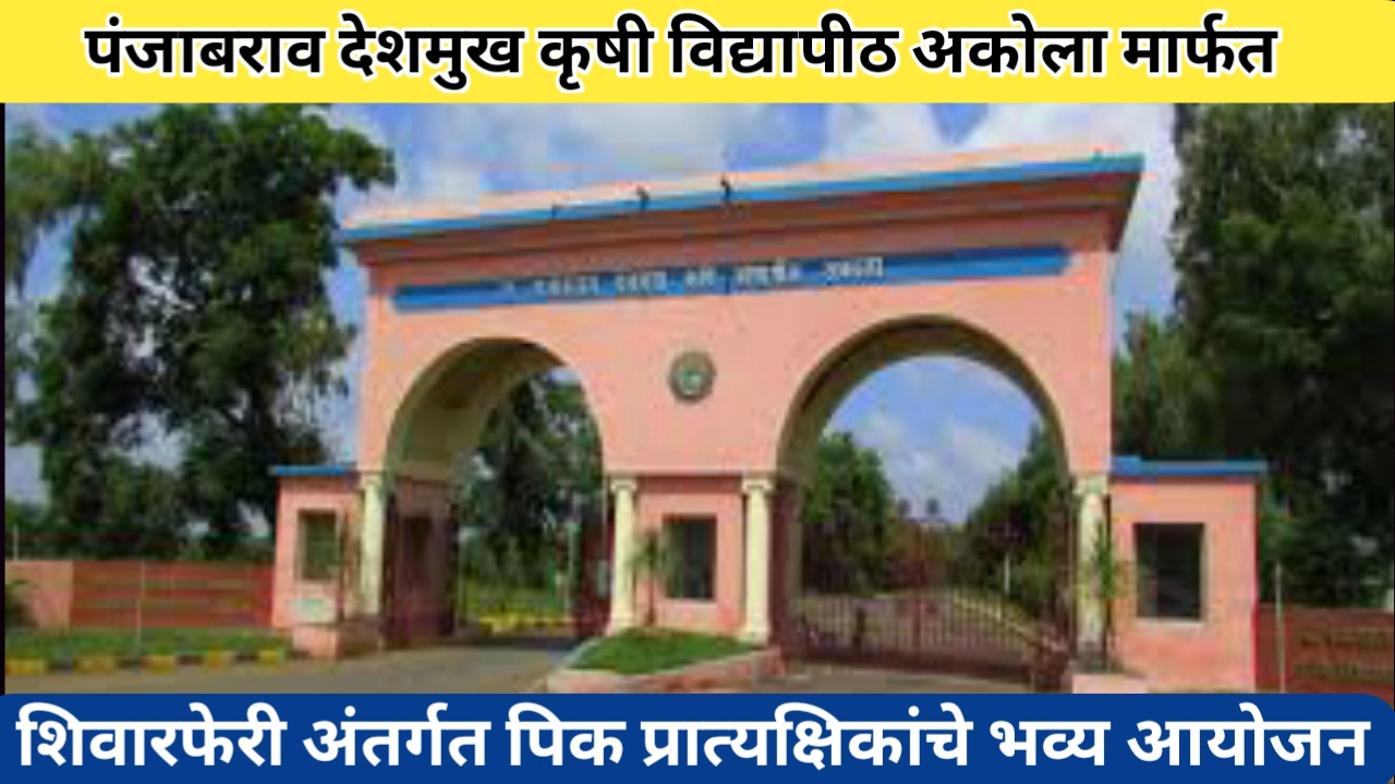 अकोला कृषी विद्यापीठाचे शिवारफेरी अंतर्गत पिक प्रत्यक्षिकाचे आयोजन: शेतकऱ्यांसाठी शिकण्याची संधी