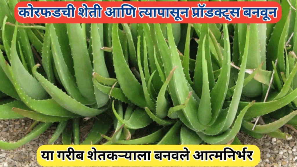 कोरफड शेतीतून यश; कोरफड आधारित प्रॉडक्ट्सने शेतकऱ्यांचा कायापालट