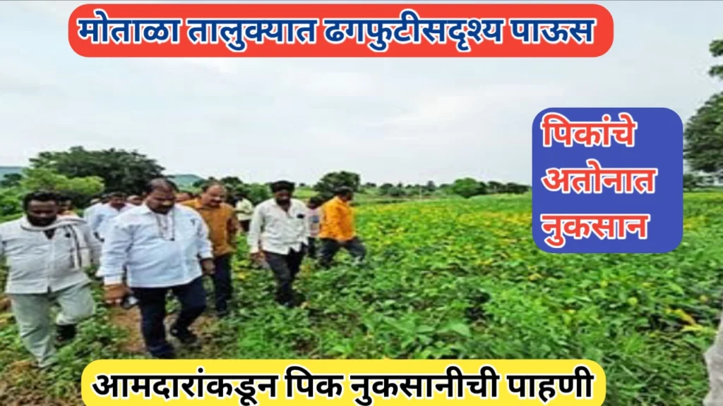 मोताळा तालुक्यात पिकांचे नुकसान; आ. संजय गायकवाड यांच्याकडून नुकसानीची पाहणी