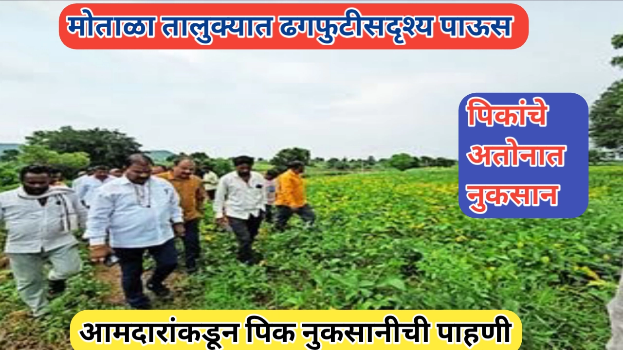 मोताळा तालुक्यात पिकांचे नुकसान; आ. संजय गायकवाड यांच्याकडून नुकसानीची पाहणी