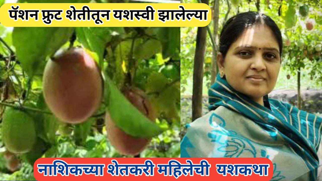 पॅशन फ्रूट शेतीतून यश: विजयश्री चुंबळे यांचा प्रेरणादायी प्रवास