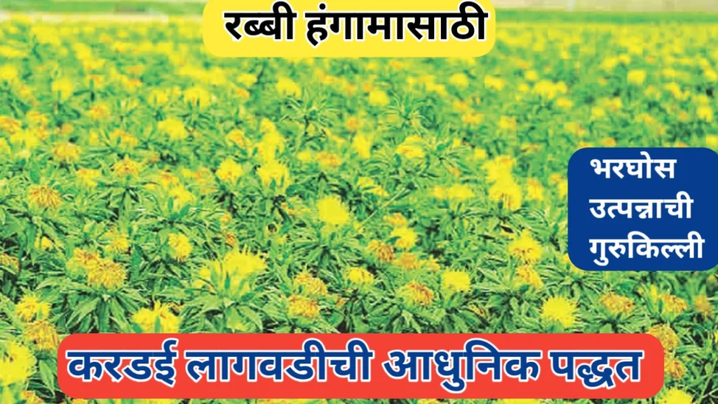 रब्बी हंगामासाठी करडईची आधुनिक लागवड पद्धत: एक संपूर्ण मार्गदर्शक