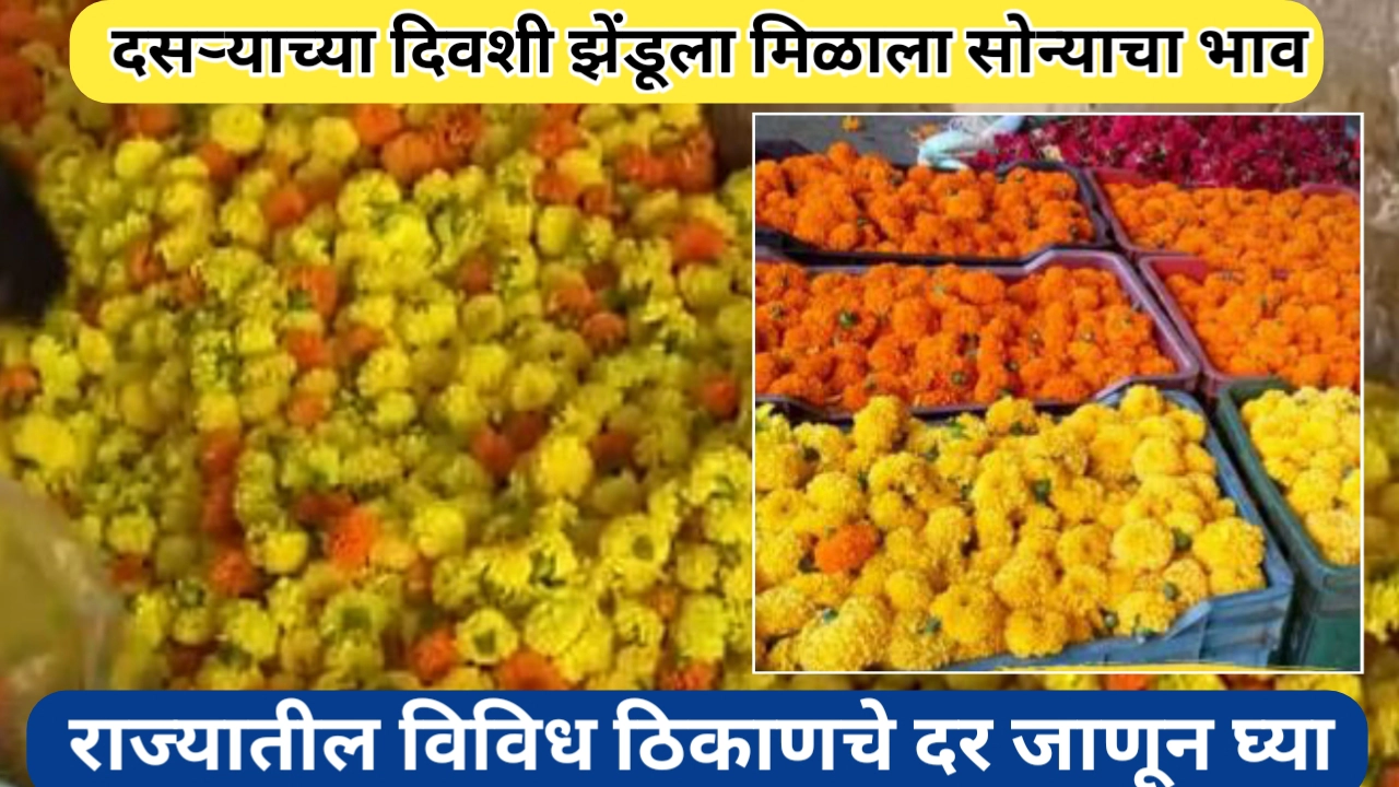 दसऱ्याच्या दिवशी झेंडूच्या फुलांना सोन्याचा भाव; शेतकऱ्यांच्या चेहऱ्यावर हसू उमलले