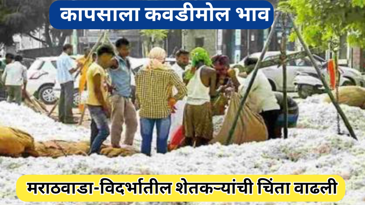 कापसाला कवडीमोल भाव; शेतकऱ्यांची चिंता वाढली