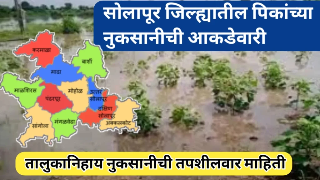 सोलापूर जिल्ह्यातील शेतीच्या नुकसानीची आकडेवारी; तालुकानिहाय नुकसानीची माहिती
