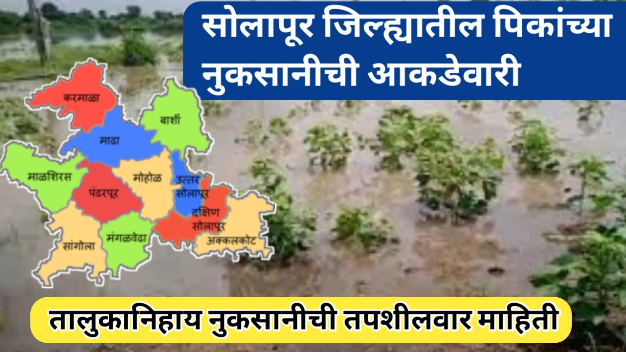 सोलापूर जिल्ह्यातील शेतीच्या नुकसानीची आकडेवारी; तालुकानिहाय नुकसानीची माहिती