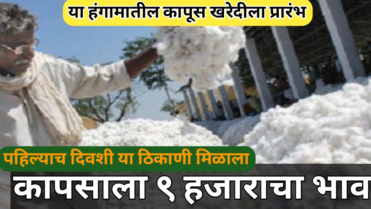 या हंगामातील कापसाच्या खरेदीला सुरुवात; या ठिकाणी मिळाला कापसाला ९ हजाराचा भाव