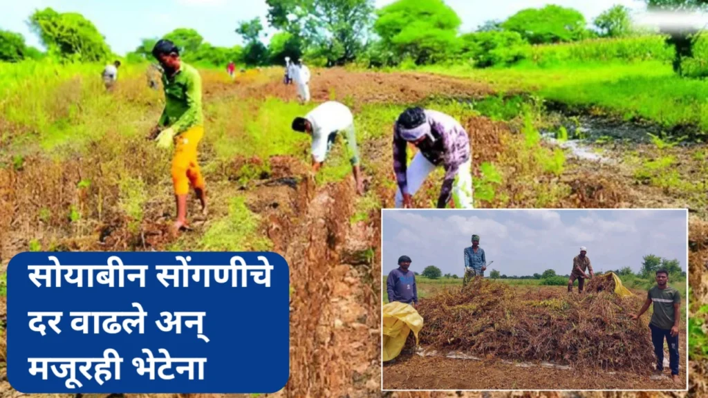 सोयाबीन सोंगणीचे दर गगनाला; शेतकरी वर्ग मजूर टंचाई आणि आर्थिक विवंचनेत