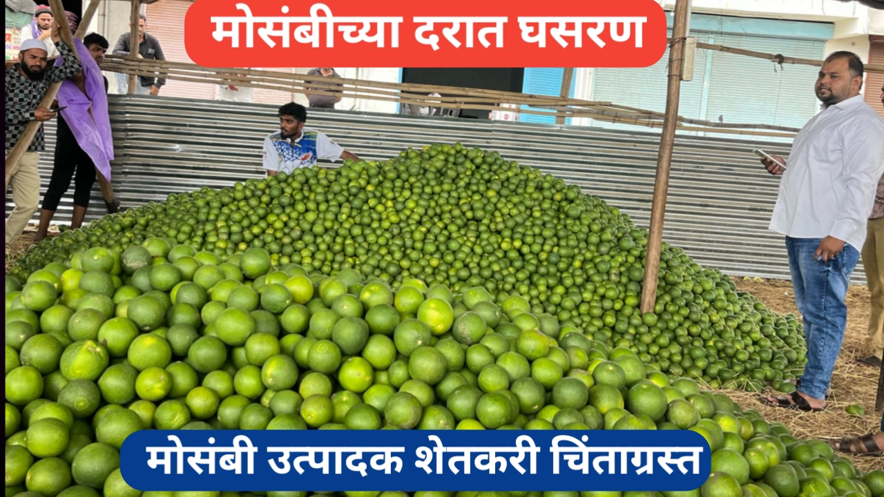 मोसंबीच्या दरात घसरण; जालना जिल्ह्यातील शेतकऱ्यांना फटका