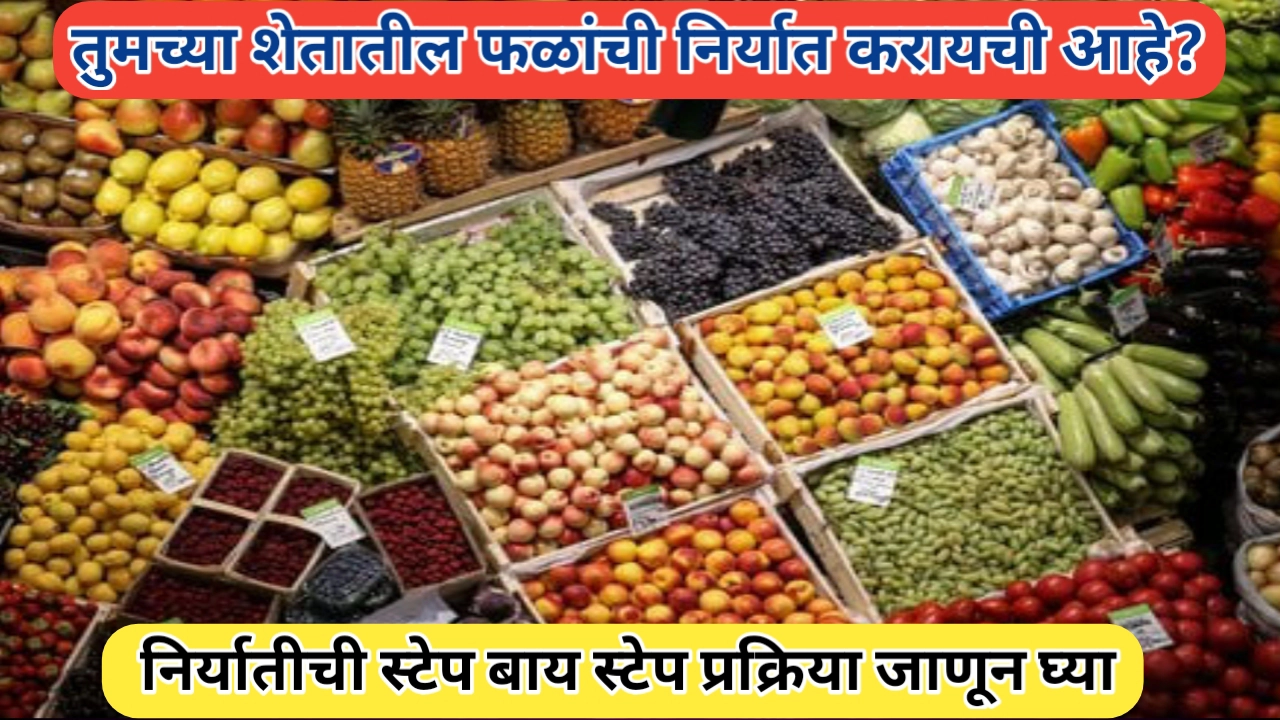 फळांची निर्यात करण्याची प्रक्रिया | स्टेप बाय स्टेप मार्गदर्शन