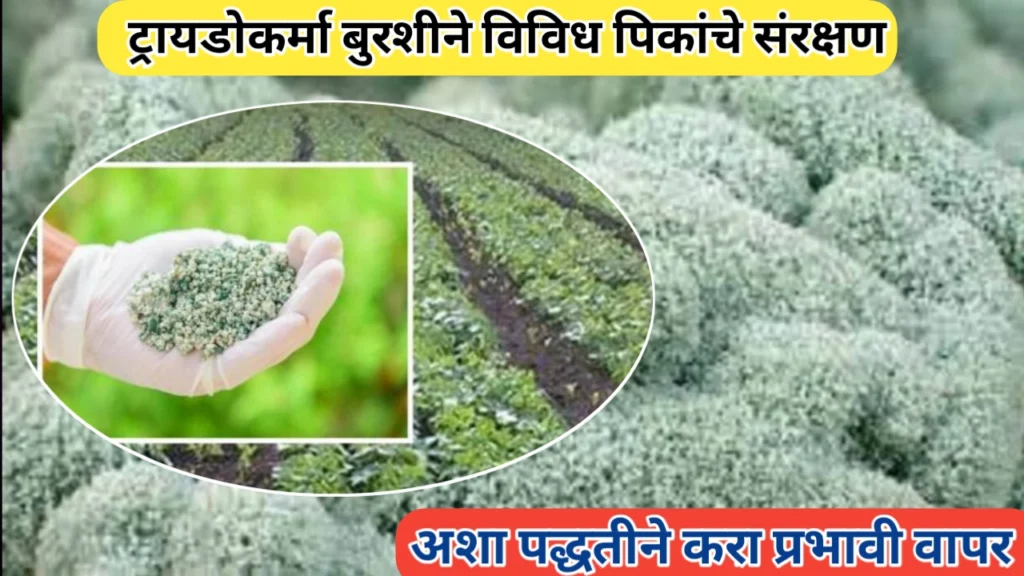 ट्रायकोडर्मा बुरशीने पिकांचे संरक्षण: विविध पिकांसाठी असा करा प्रभावी वापर