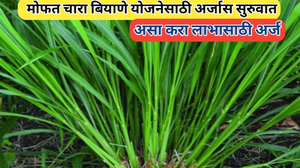 मोफत चारा बियाणे योजना 2025 सुरू; अर्ज प्रक्रिया जाणून घ्या