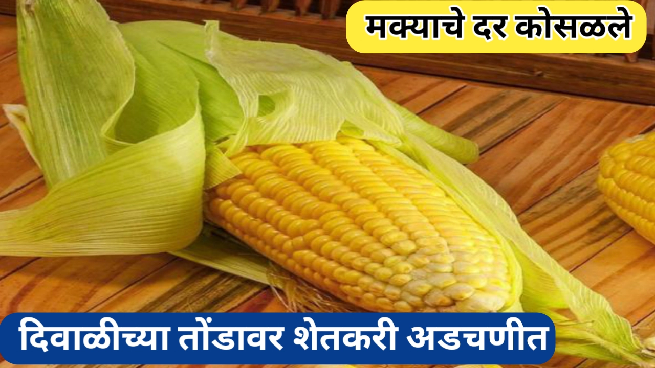 मक्याचे भाव कोसळले; निसर्गाच्या प्रकोपानंतर आता पिकांच्या भावाची चिंता