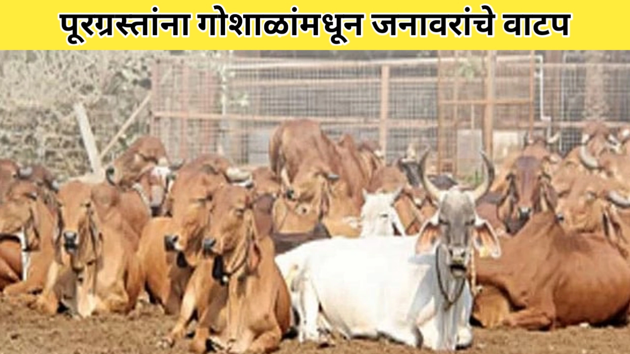 गोशाळांमधून पशूंचे वाटप; लातूर जिल्ह्यातील पूरग्रस्तांसाठी मदतीचा हात