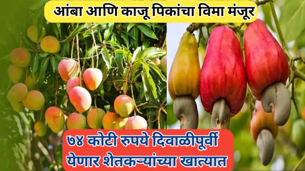आंबा आणि काजू पिकांचा विमा मंजूर; ७४ कोटी रुपये लवकरच शेतकऱ्यांच्या खात्यात