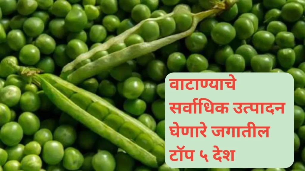 “वाटाण्याचे सर्वाधिक उत्पादन घेणारे टॉप ५ देश” ; भारत कितव्या क्रमांकावर?