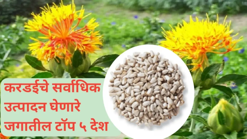 करडईचे सर्वाधिक उत्पादन घेणारे टॉप ५ देश: एक संख्यात्मक आढावा