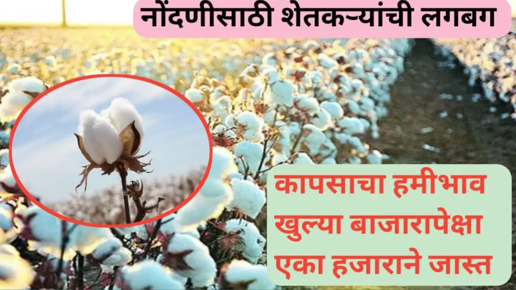 कापसाचा हमीभाव खुल्या बाजारापेक्षा हजार रुपये जास्त पण येताहेत या अडचणी