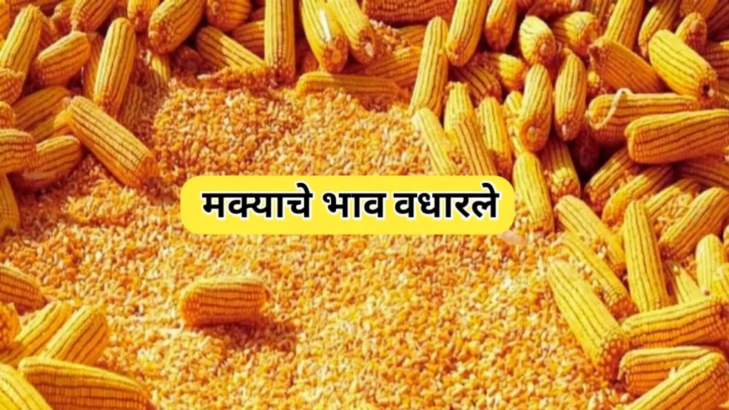 मका बाजारभावात तेजी; आज काय दर मिळाला जाणून घ्या