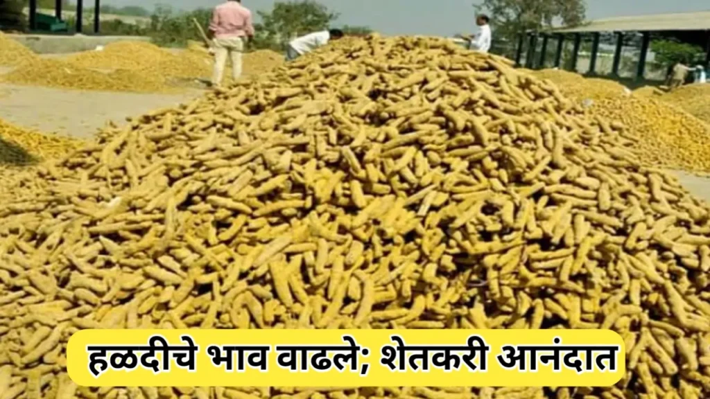 हळदीचे बाजारभाव वाढले; शेतकऱ्यांची दिवाळी आनंदात