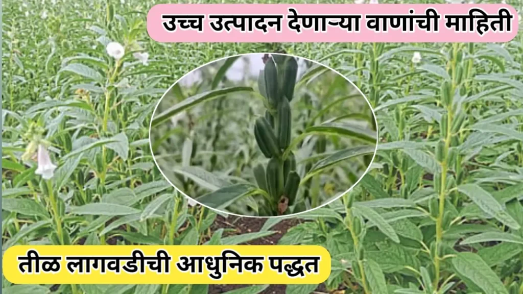 तिळ लागवडीची आधुनिक पद्धत: पेरणीपासून काढणीपर्यंत संपूर्ण मार्गदर्शक
