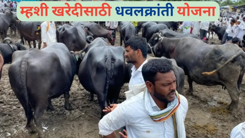 म्हशी खरेदीसाठी धवलक्रांती योजना: कोल्हापूरच्या शेतकऱ्यांसाठी नवीन संधी