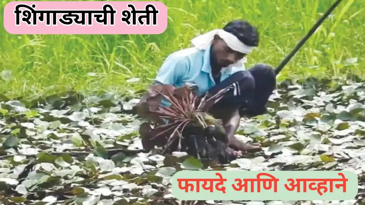 शिंगाड्याची शेती: फायदे आणि आव्हाने जाणून घ्या