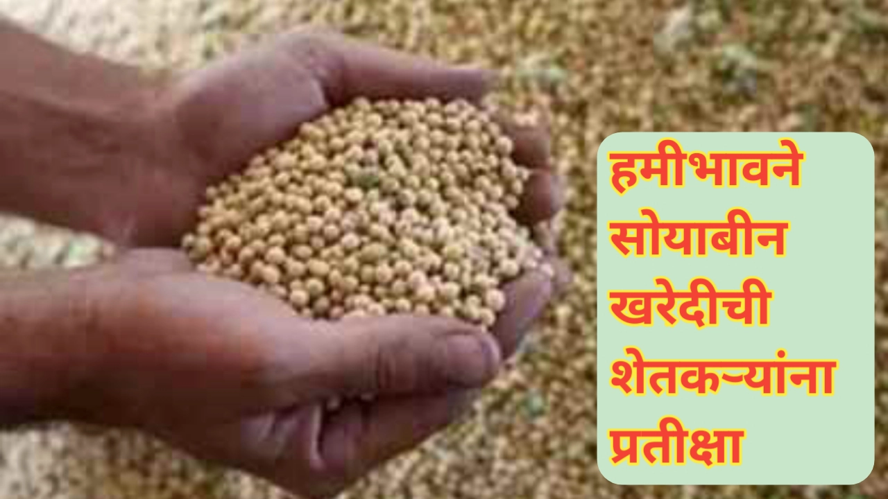 शेतकऱ्यांना हमीभावाने सोयाबीन खरेदीची प्रतीक्षा