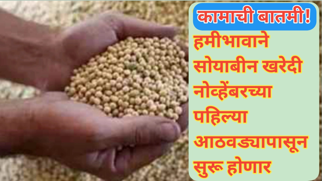हमीभावाने सोयाबीन खरेदी नोव्हेंबरच्या पहिल्या आठवड्यापासून सुरू