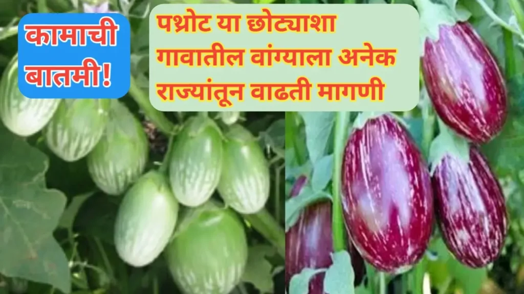 महाराष्ट्रातील पथ्रोट गावच्या वांग्यांना परराज्यात मागणी वाढली