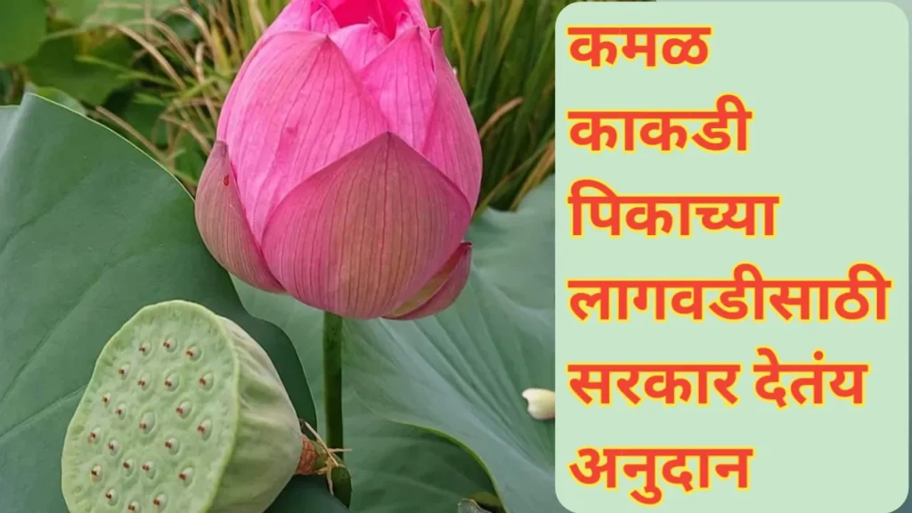 कमळ काकडी पिकासाठी अनुदान; अशी आहे लाभ मिळविण्याची प्रक्रिया