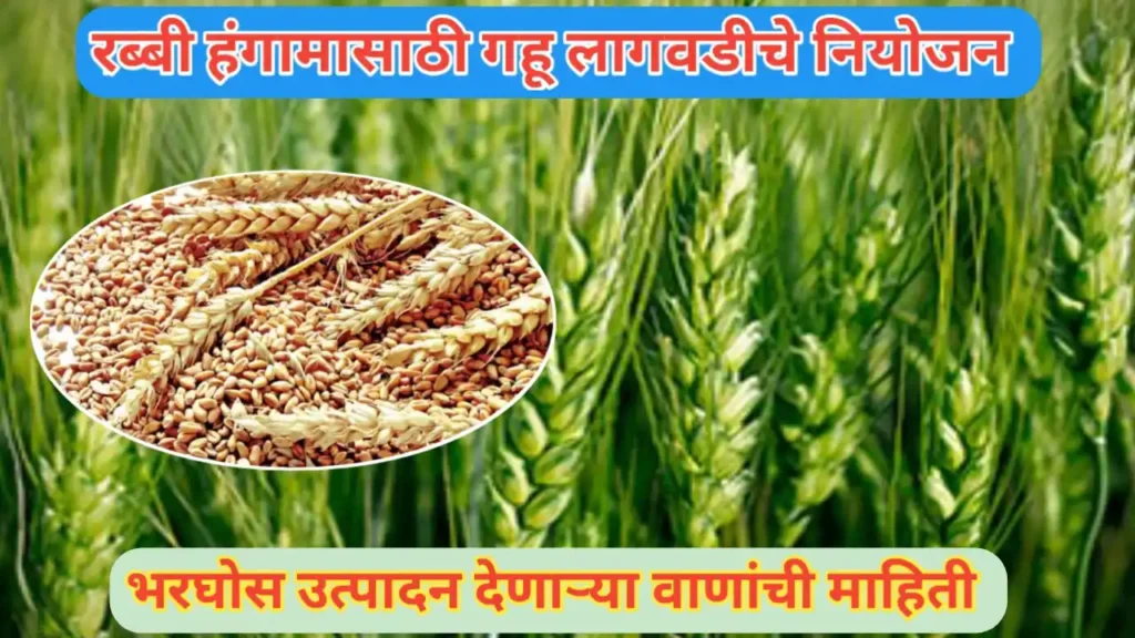 रब्बी हंगामासाठी बागायती गहू लागवडीचे नियोजन आणि वाणांची माहिती