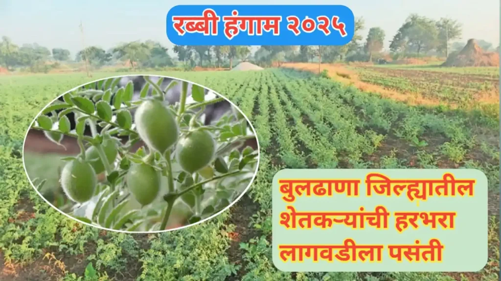 बुलढाणा जिल्ह्यात रब्बीसाठी शेतकऱ्यांची हरभरा लागवडीला पसंती