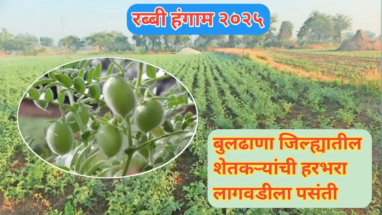 बुलढाणा जिल्ह्यात रब्बीसाठी शेतकऱ्यांची हरभरा लागवडीला पसंती