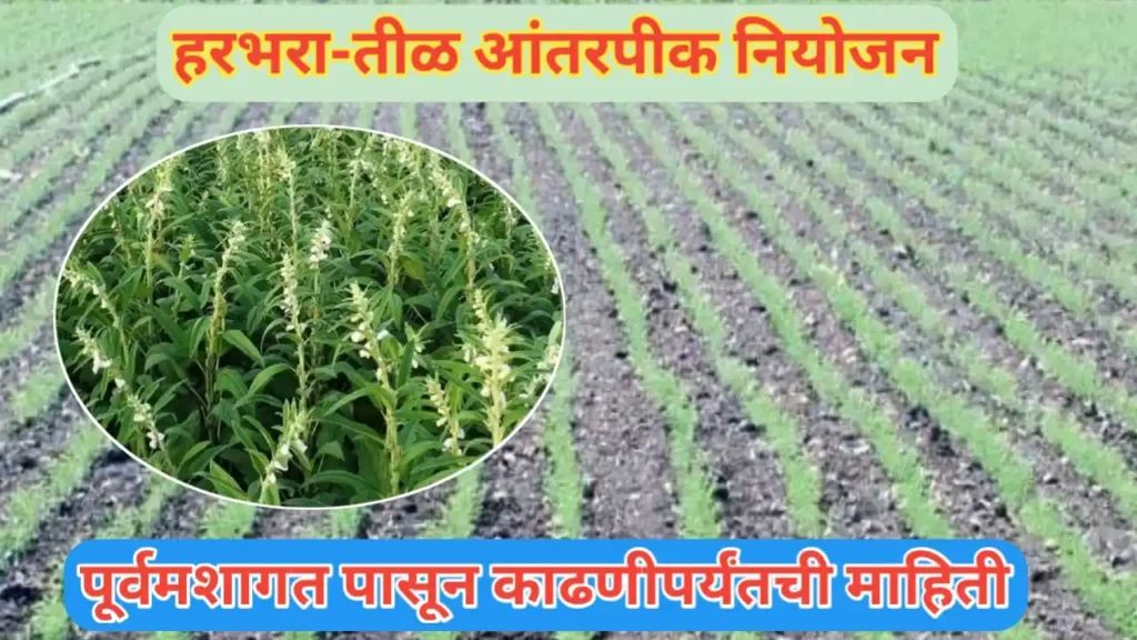 हरभरा-तिळ आंतरपीक नियोजन; पूर्वमशागत पासून काढणीपर्यंतचे मार्गदर्शन