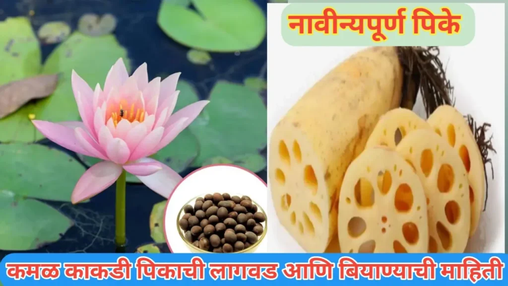 कमळ काकडी पिकाची लागवड आणि बियाण्याच्या जातींची माहिती