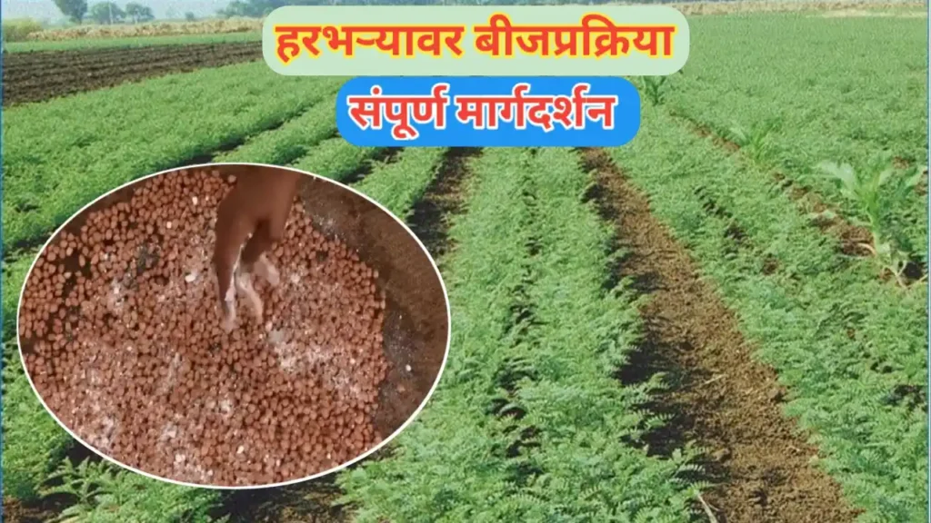 रब्बी हंगाम लागवड; हरभरा बियाण्यांवर बीजप्रक्रिया : संपूर्ण मार्गदर्शन