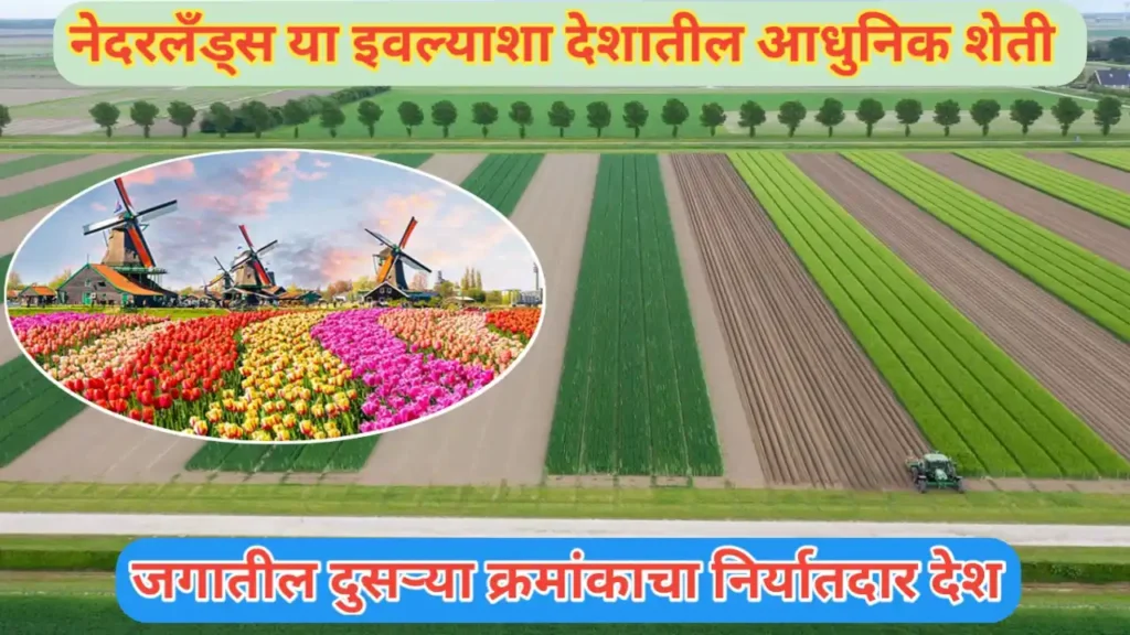 नेदरलँड्स देशातील प्रगत शेती: जगातील दुसऱ्या क्रमांकाचे कृषीउत्पादन करणारा छोटा देश