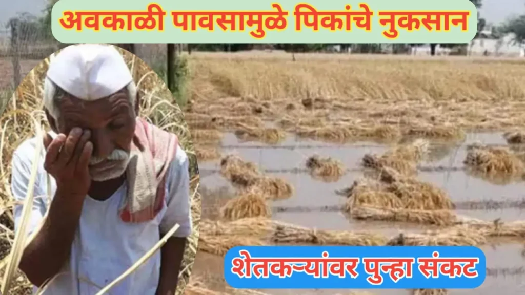पिके भिजल्याने शेतकरी संकटात: प्रलयंकारी पावसाने केलेली शेतीची नासाडी