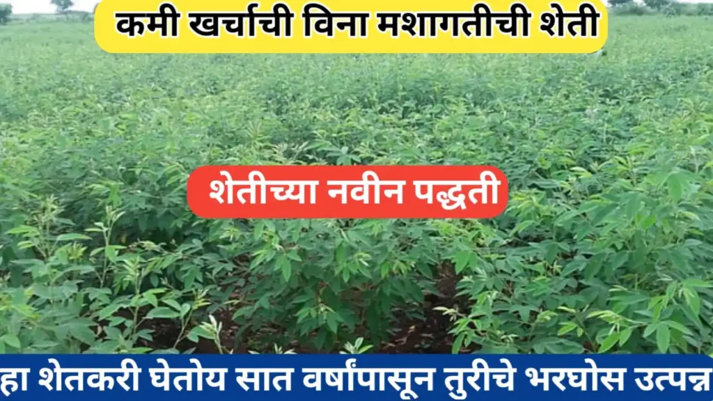 विना नांगरणी शेतीतील तूर लागवड यशस्वी करणारा शेतकरी