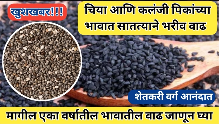 कृषी वार्ता; चिया आणि कलंजी पिकांचे भाव तेजीत; शेतकरी सुखावले