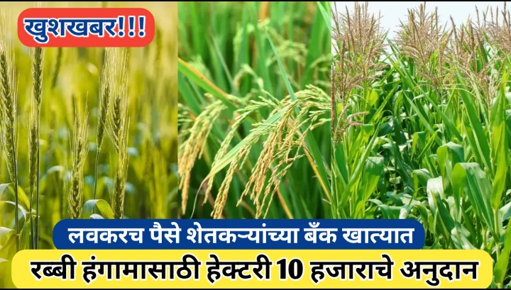 रब्बी पिकांसाठी हेक्टरी 10 हजाराचे अनुदान